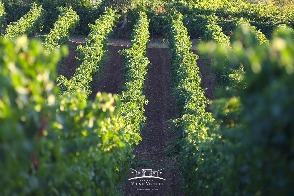 SAMNES, memoria e geografia di un territorio. La linea di Masseria Vigne Vecchie