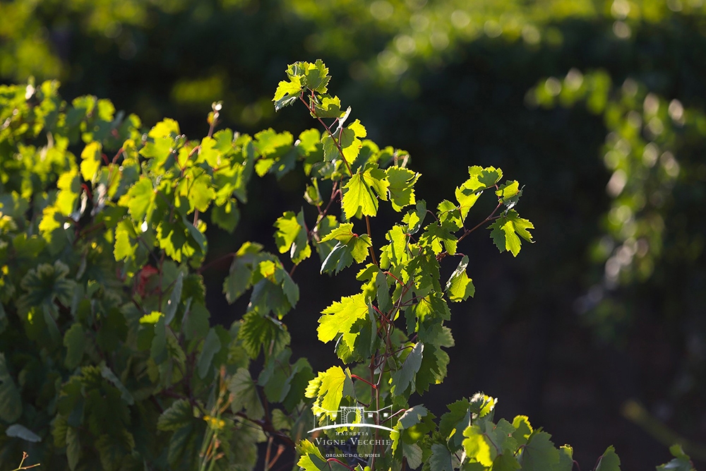 La defogliazione della vite